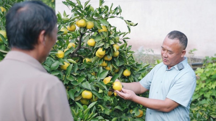 劉樹文指導柑橘種植。雁江融媒體中心供圖