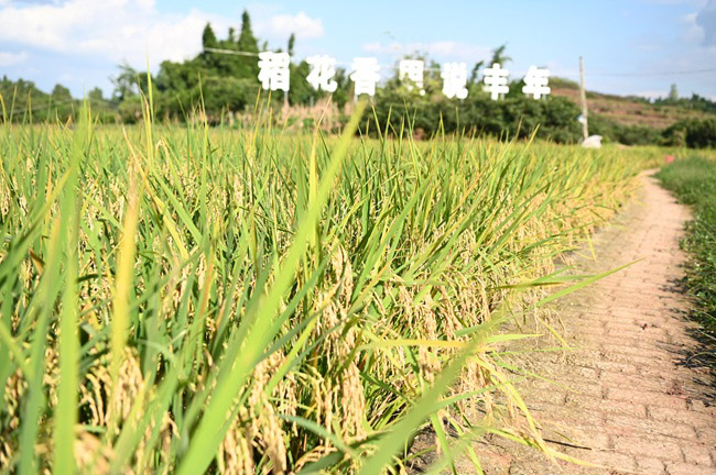 豐收的再生稻。榮縣融媒供圖