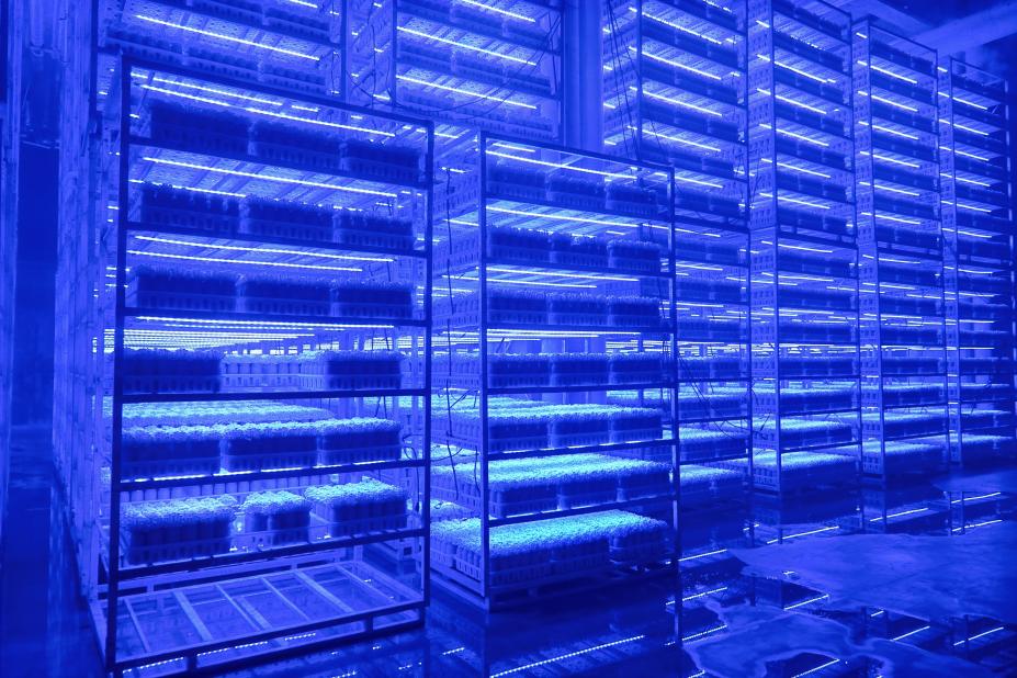 藍光栽培房。成都豐科生物科技有限公司供圖
