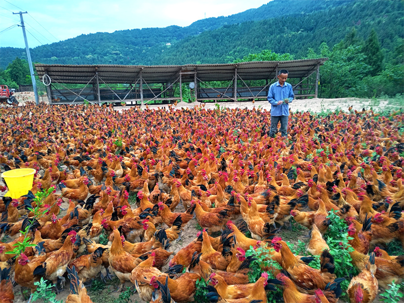 喂養土雞。劍閣縣融媒體中心供圖