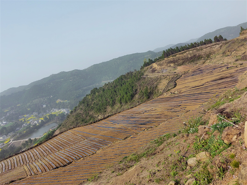 油茶產業園。劍閣縣融媒體中心供圖