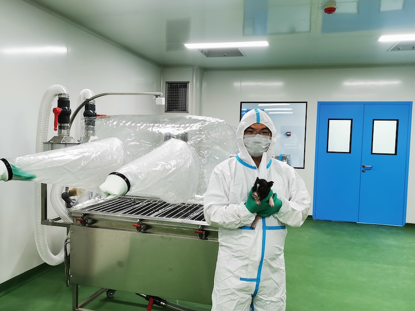 研究人員展示異種移植所使用的基因編輯豬。受訪者供圖