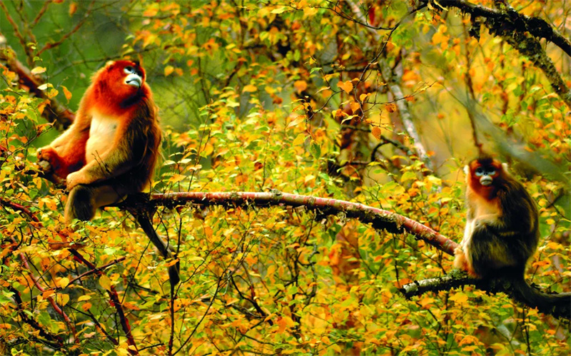 唐家河。廣元市融媒體中心供圖