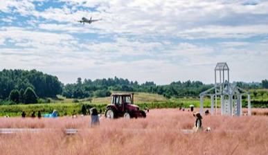 空港花田 一眼圈粉