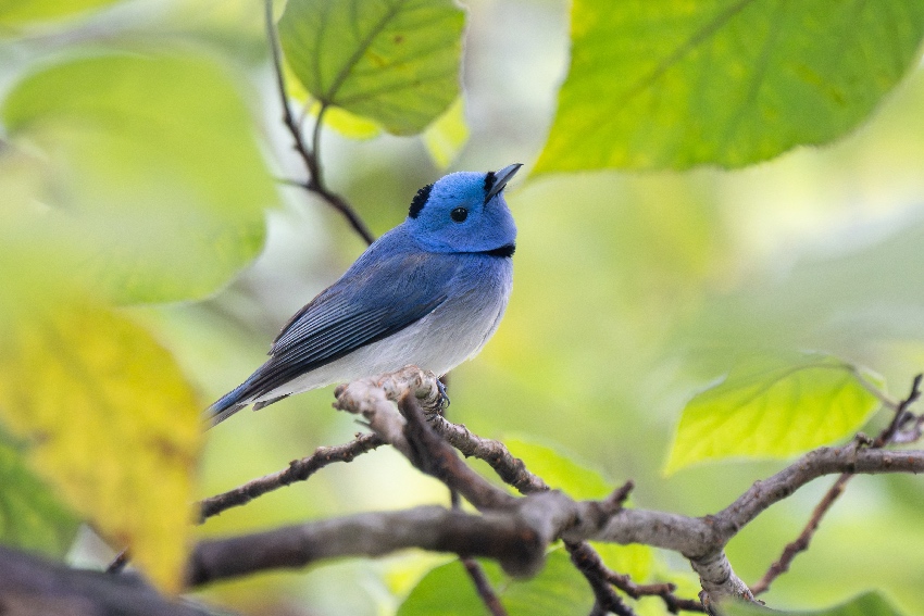 黑枕王鹟。陳鵬宇攝