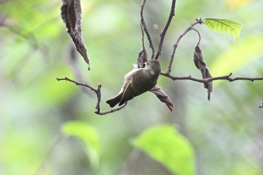 黃眉林雀。黃科攝