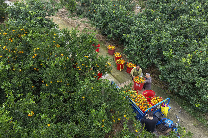 百家池柑橘豐收。古良駒攝