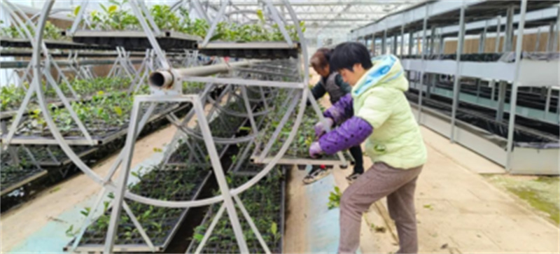 茶農正在擺放不同的茶樹苗。旺蒼縣融媒體中心供圖