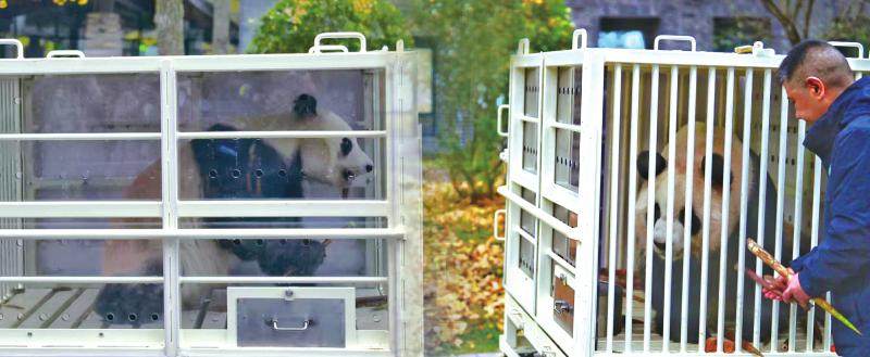 大熊貓“辰星”。 大熊貓“曉月”。