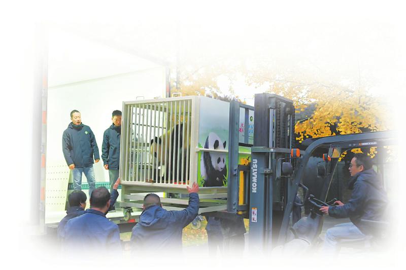 大熊貓“曉月”被送上轉運車。