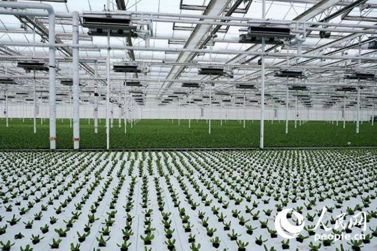 楊凌示范區智慧農業示范園區蔬菜種植基地。人民網記者 吳超攝