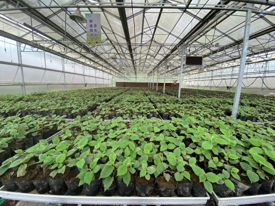 蒼溪彌研所育苗現場。蒼溪縣委宣傳部供圖