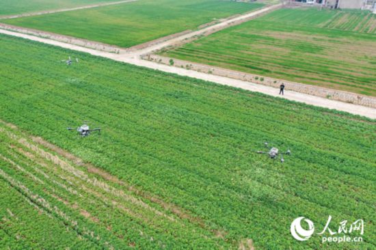 在安徽省望江縣漳湖鎮的油菜田里，無人機正在精準施肥。人民網記者 陳若天攝