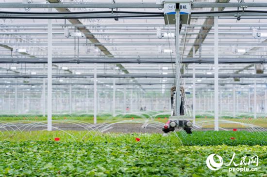 貴州省貴陽市開陽縣楠木渡蔬菜種繁中心內的自動灌溉設備。人民網 涂敏攝