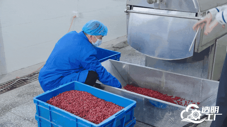 工作人員對采摘的新鮮山茱萸進行加工。